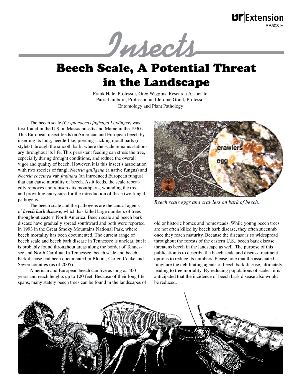 Insects: Beech Scale, a Potential Threat in the Landscape