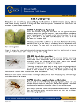 Mosquitoes Are One of Many Groups of Flying Insects Common to San Bernardino County