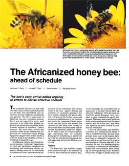 The Africanized Honey