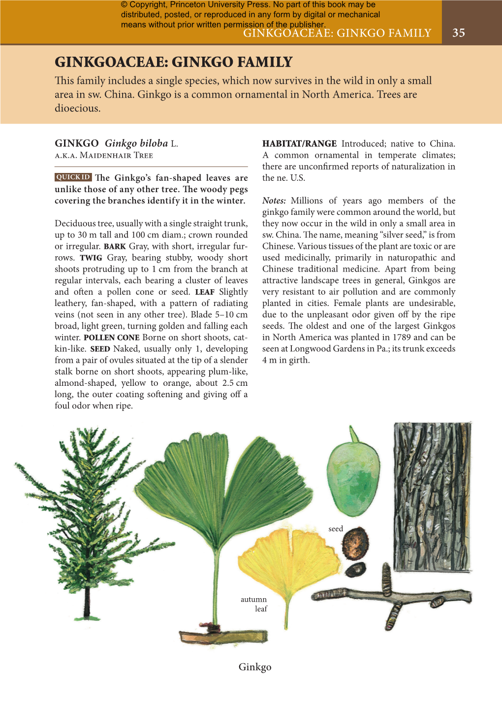 Ginkgoaceae: Ginkgo Family 35 Ginkgoaceae: Ginkgo Family Th Is Family Includes a Single Species, Which Now Survives in the Wild in Only a Small Area in Sw