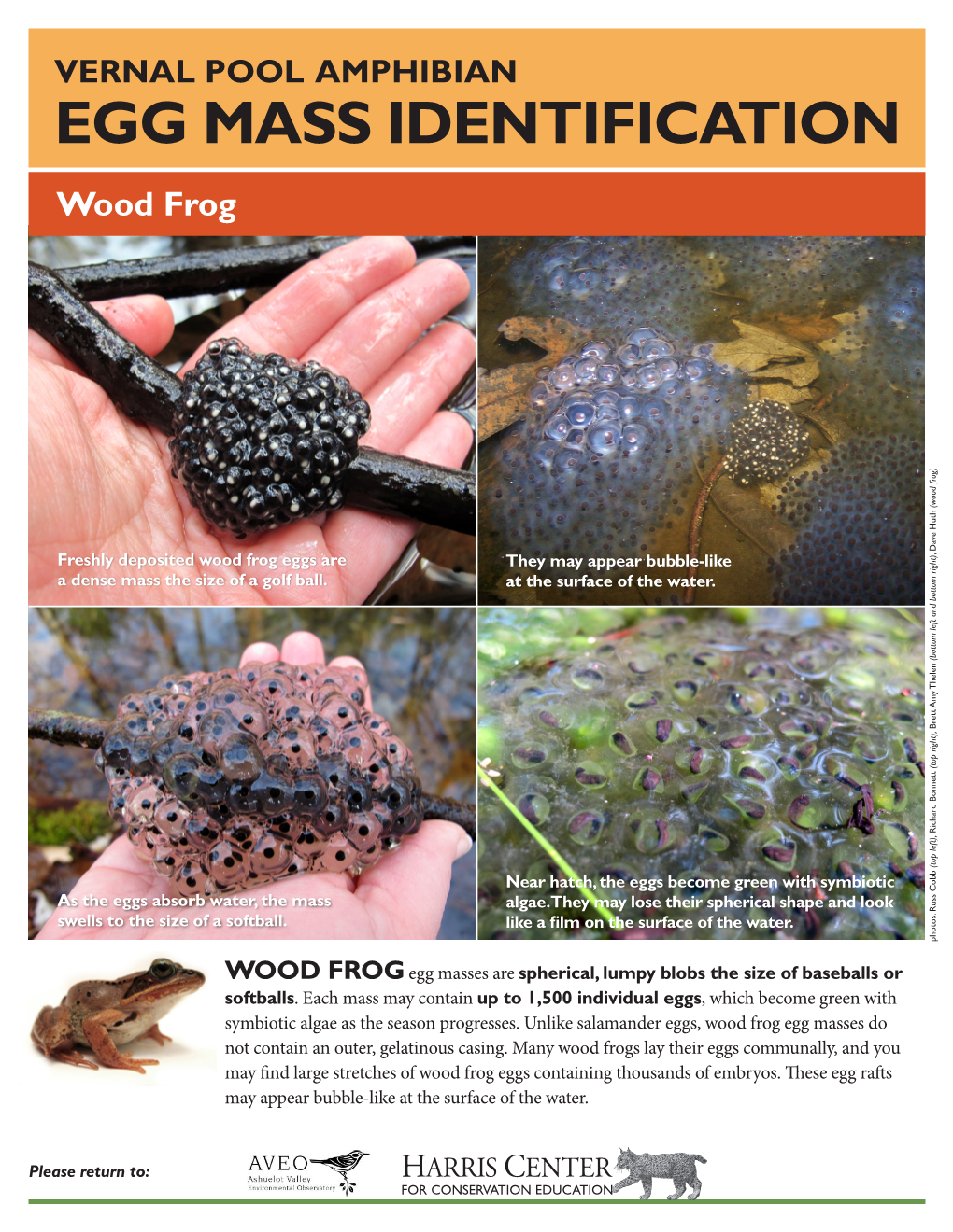 Egg Mass Identification Wood Frog (Wood Frog)