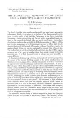 THE FUNCTIONAL MORPHOLOGY of OTINA OTIS, a PRIMITIVE MARINE PULMONATE by J. E. Morton Department of Zoology, Queen Mary College, University of London