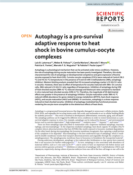Autophagy Is a Pro-Survival Adaptive Response to Heat Shock in Bovine Cumulus-Oocyte Complexes