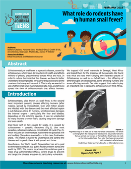 What Role Do Rodents Have in Human Snail Fever?