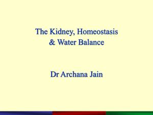 The Kidney, Homeostasis & Water Balance Dr Archana Jain