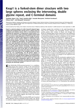 Keap1 Is a Forked-Stem Dimer Structure with Two Large Spheres Enclosing the Intervening, Double Glycine Repeat, and C-Terminal Domains