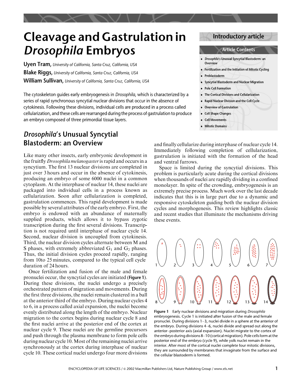 Cleavage and Gastrulation in Drosophila Embryos