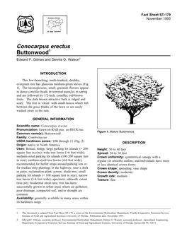 Conocarpus Erectus Buttonwood1 Edward F