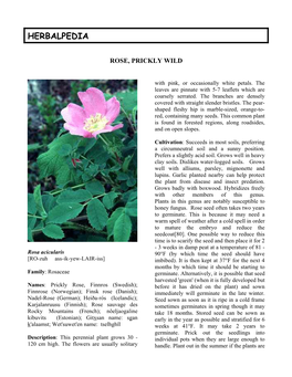 Prickly Wild Rose