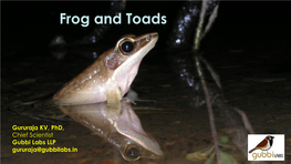 Frog and Toads