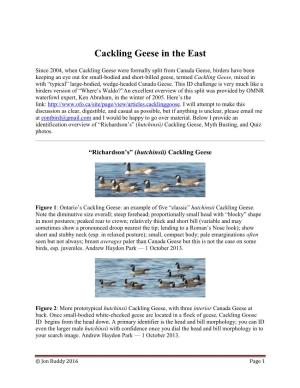Cackling Geese in the East