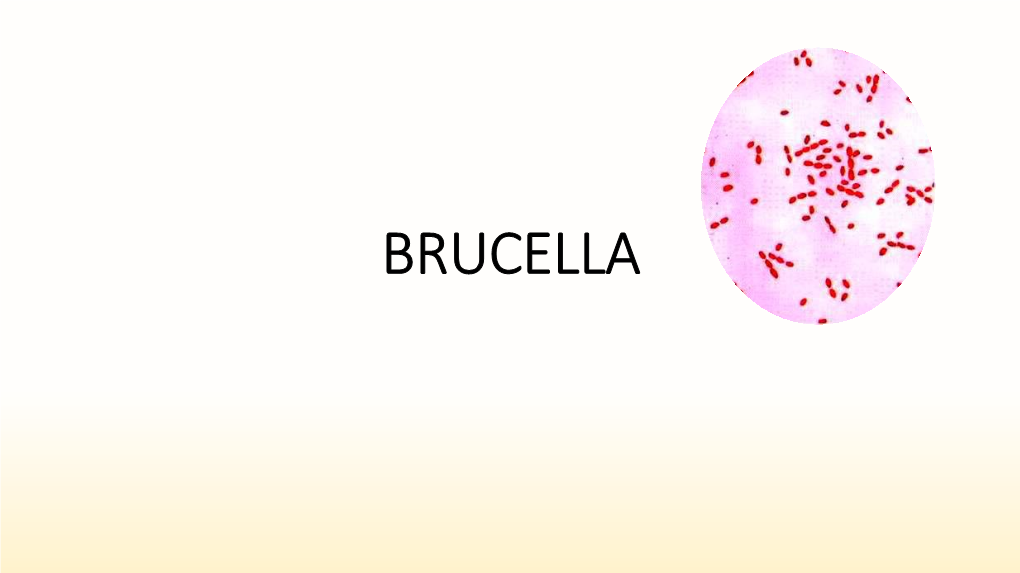 BRUCELLA Many Names of Brucellosis