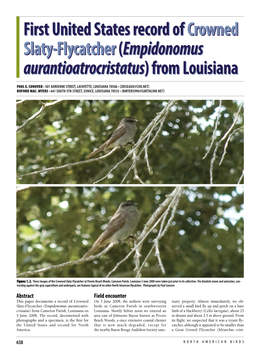 First United States Record of Crowned Slaty-Flycatcher from Louisiana