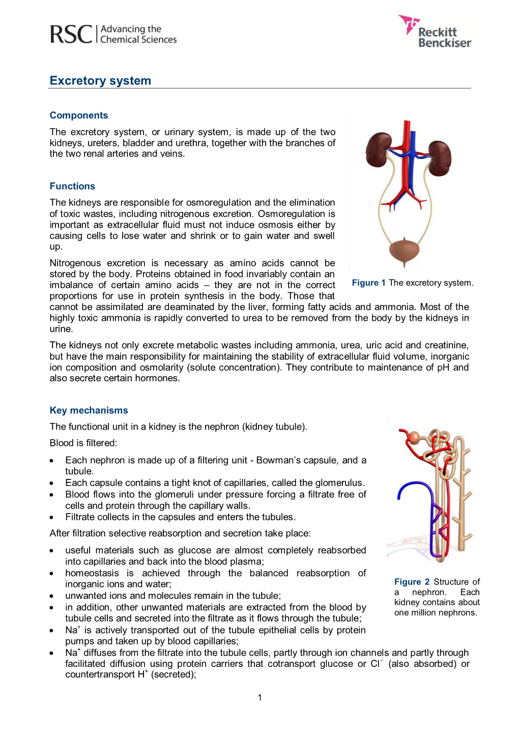 Excretory System