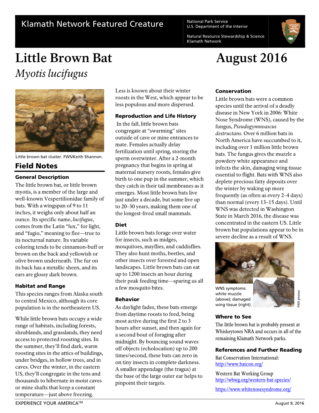 Little Brown Bat August 2016 Myotis Lucifugus