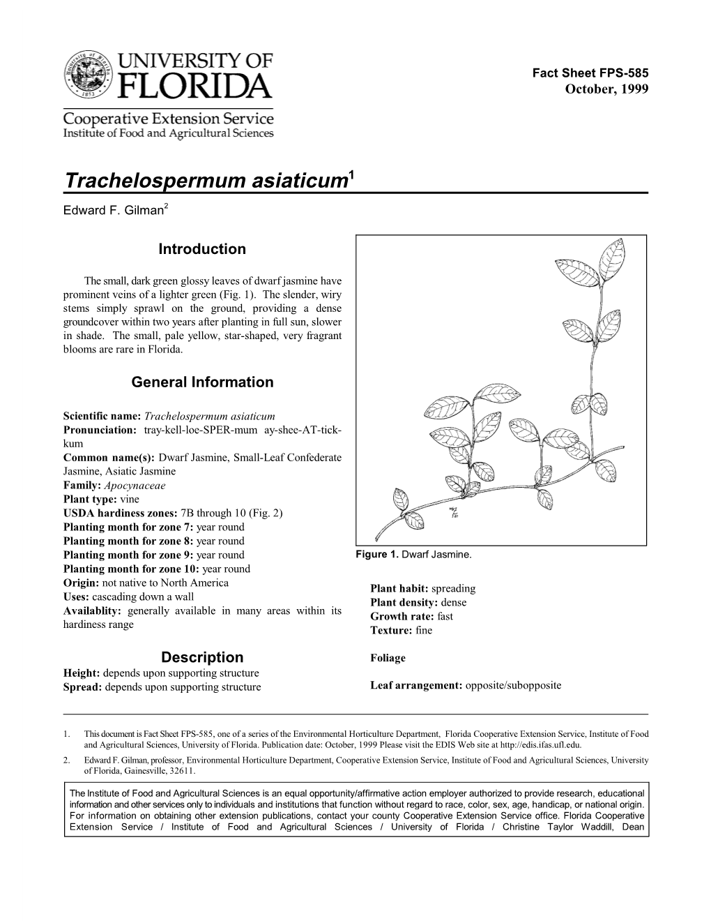 Trachelospermum Asiaticum1