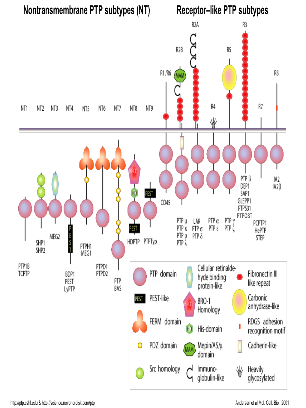 Printer-Friendly Version of PTP Classification