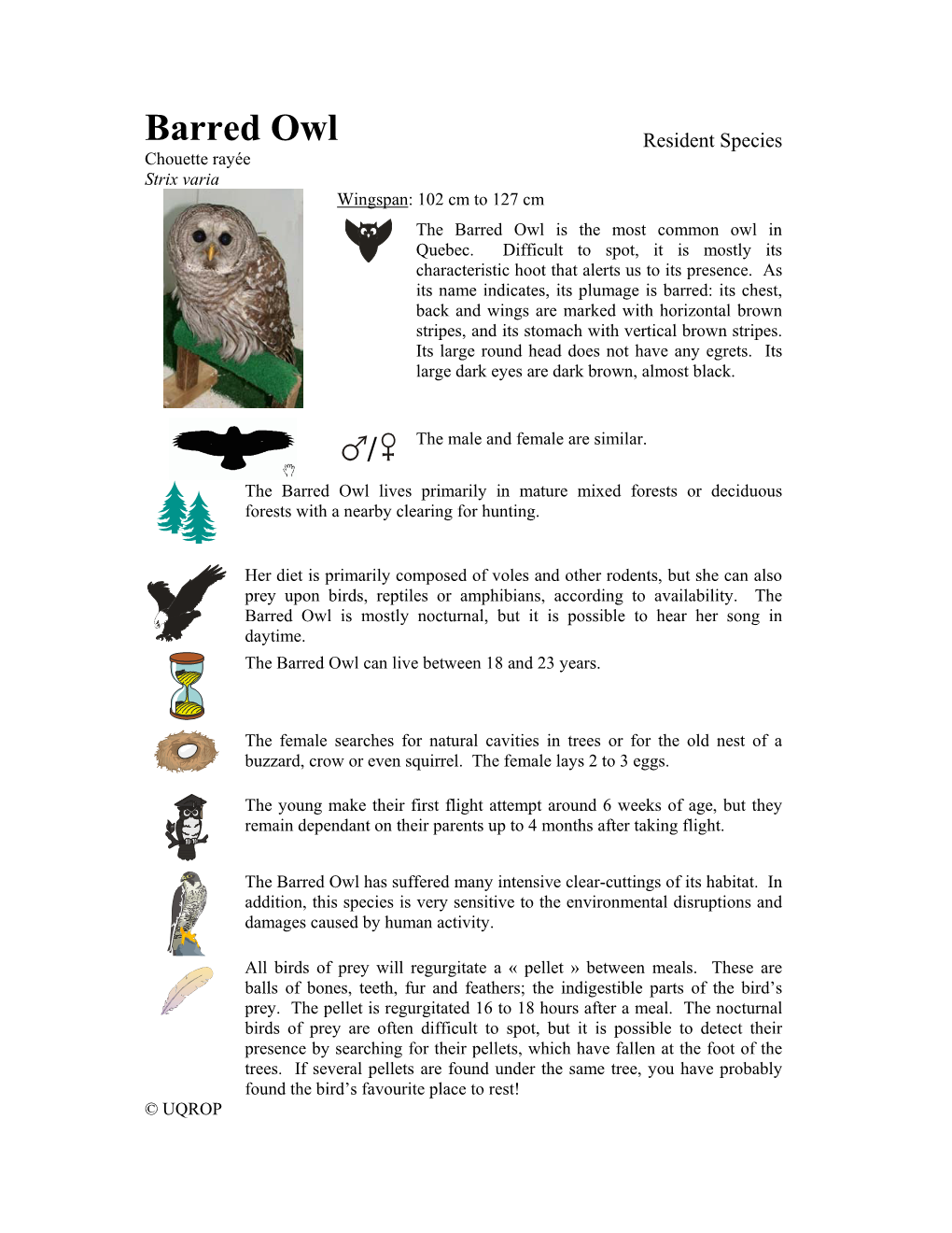 Barred Owl Resident Species Chouette Rayée Strix Varia Wingspan: 102 Cm to 127 Cm