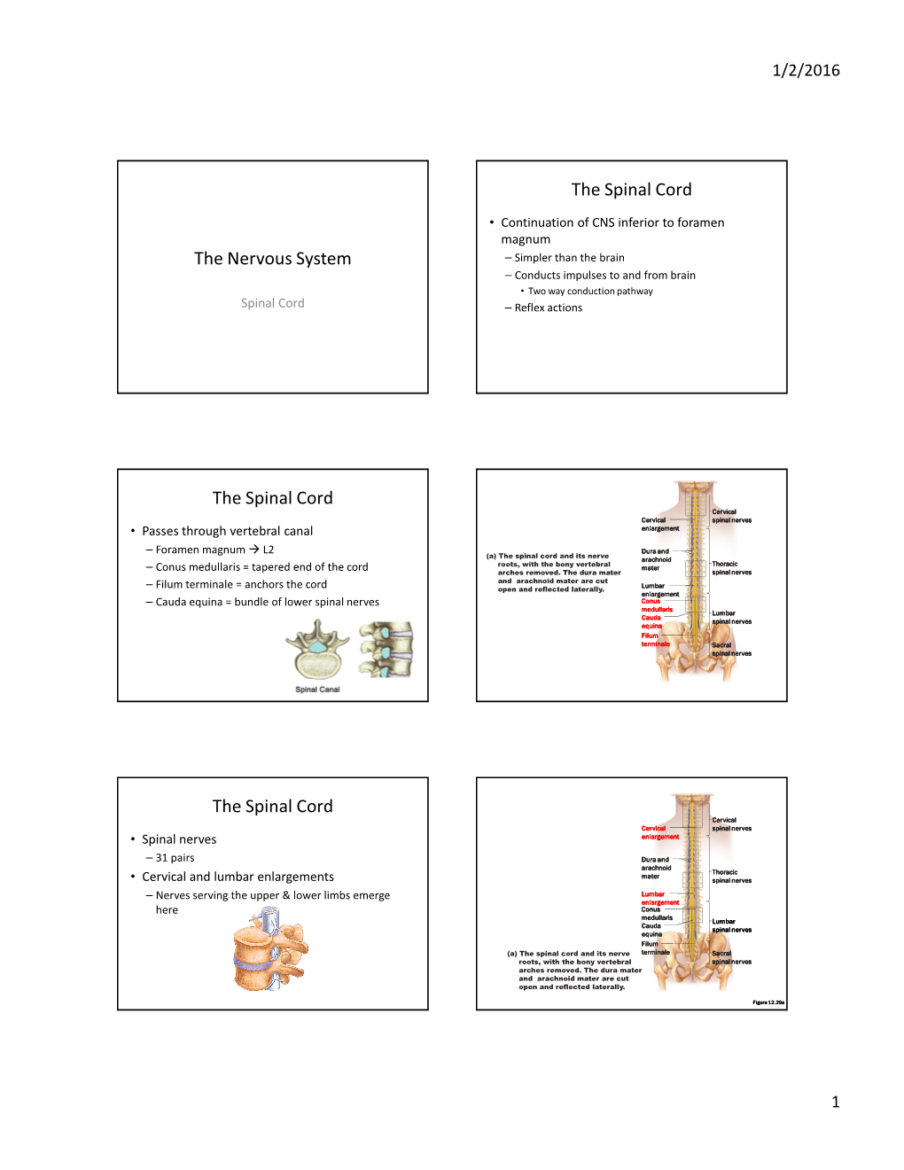 The Spinal Cord