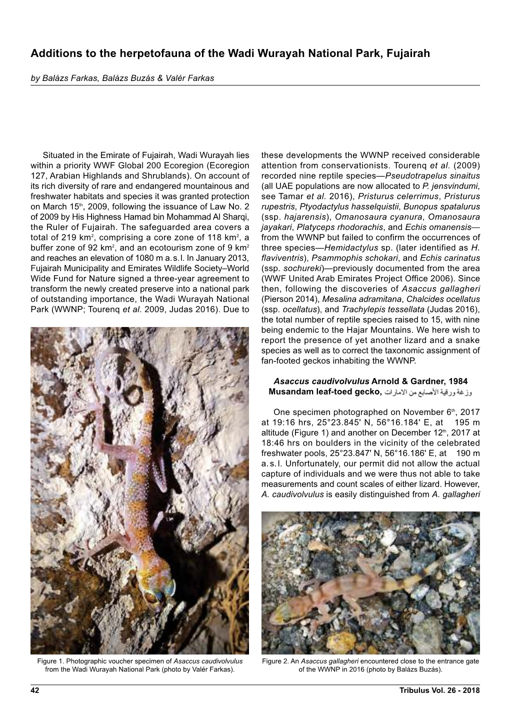 Additions to the Herpetofauna of the Wadi Wurayah National Park, Fujairah by Balázs Farkas, Balázs Buzás & Valér Farkas