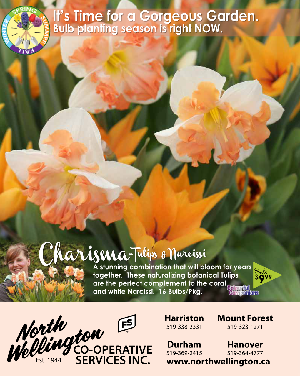 Charisma-Tulips & Narcissi