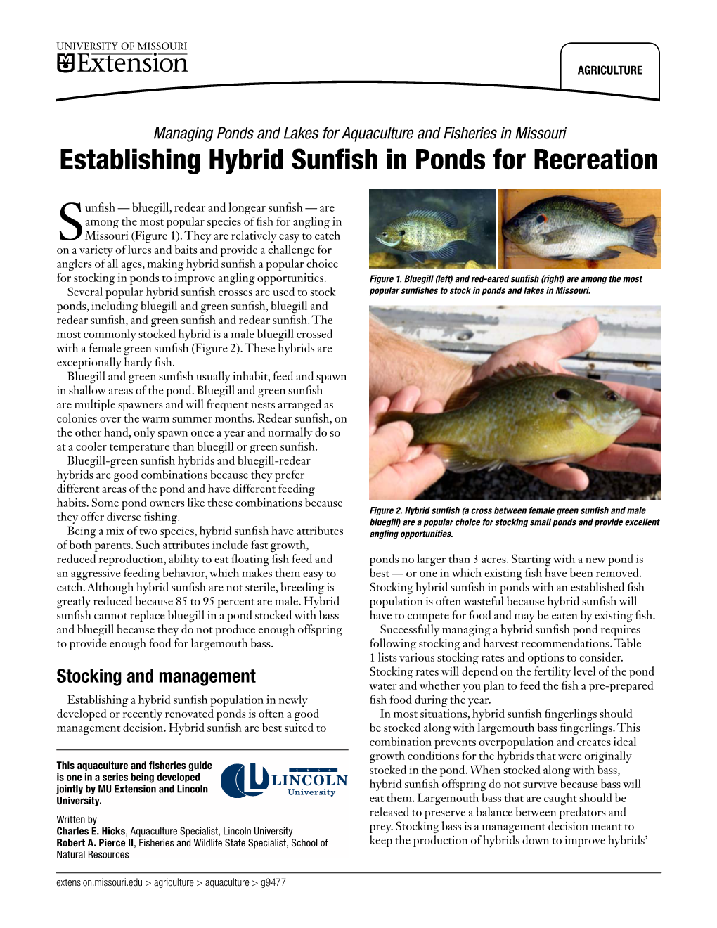 Establishing Hybrid Sunfish in Ponds for Recreation