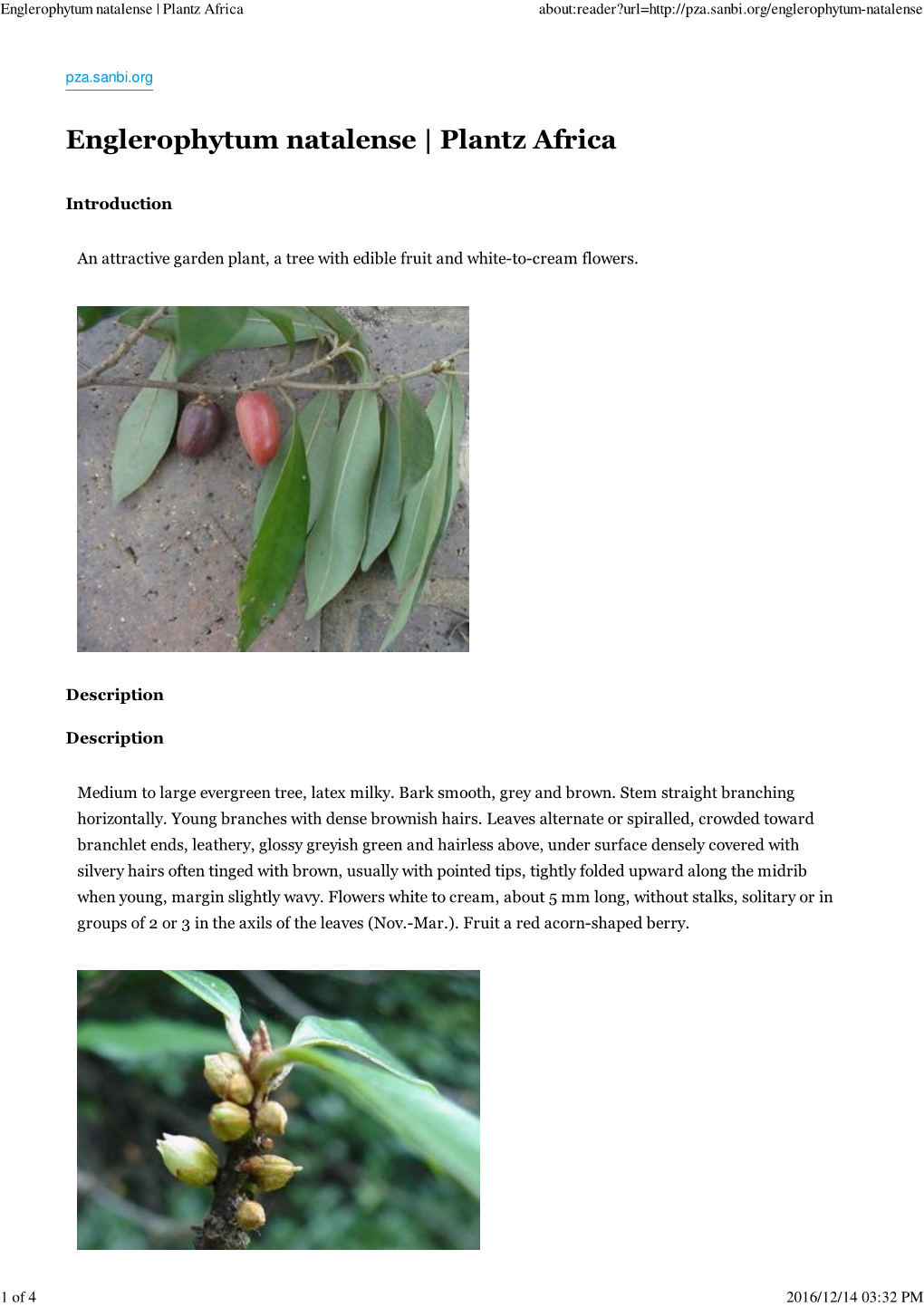 Englerophytum Natalense | Plantz Africa About:Reader?Url=