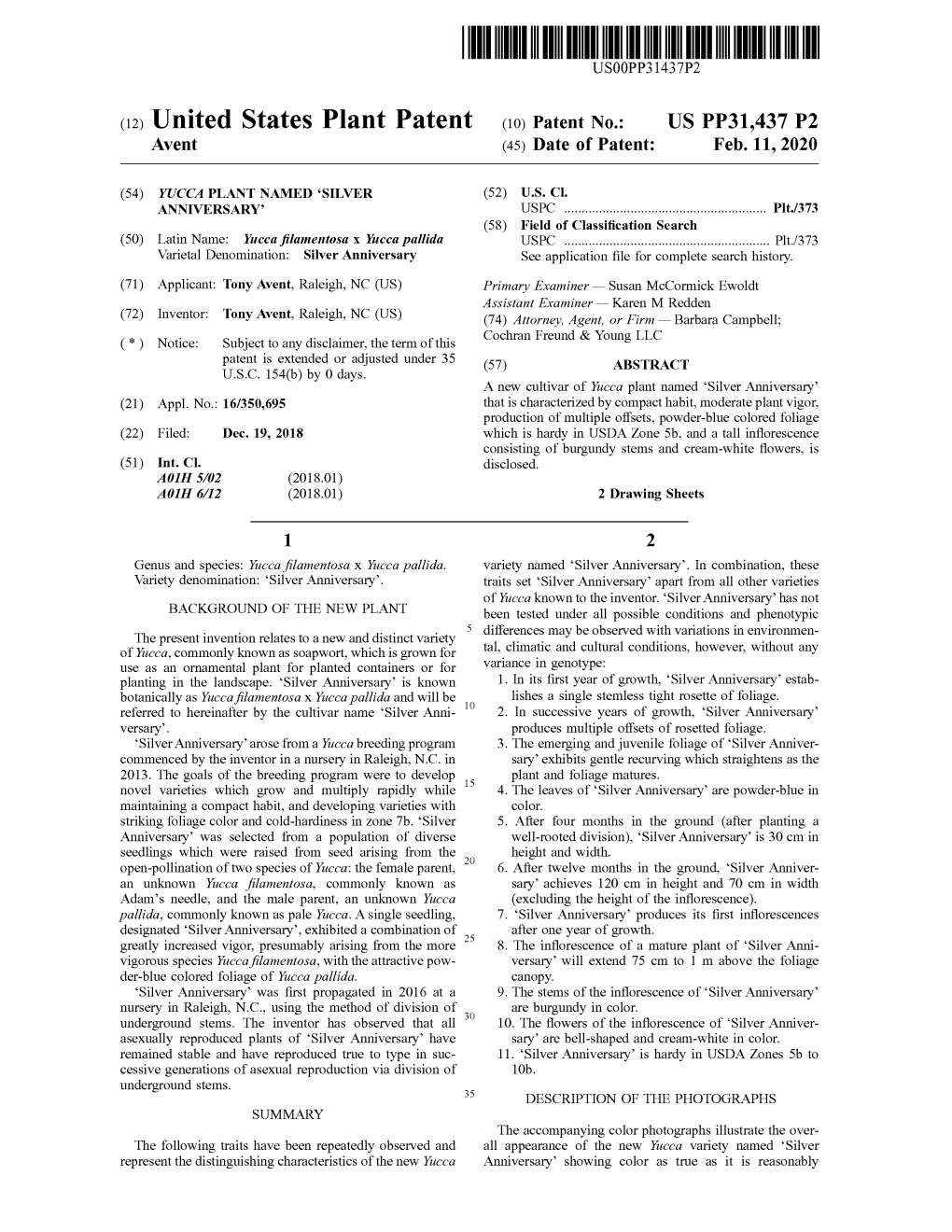 ( 12 ) United States Plant Patent ( 10 ) Patent No.: US PP31,437 P2 Avent (45 ) Date of Patent: Feb