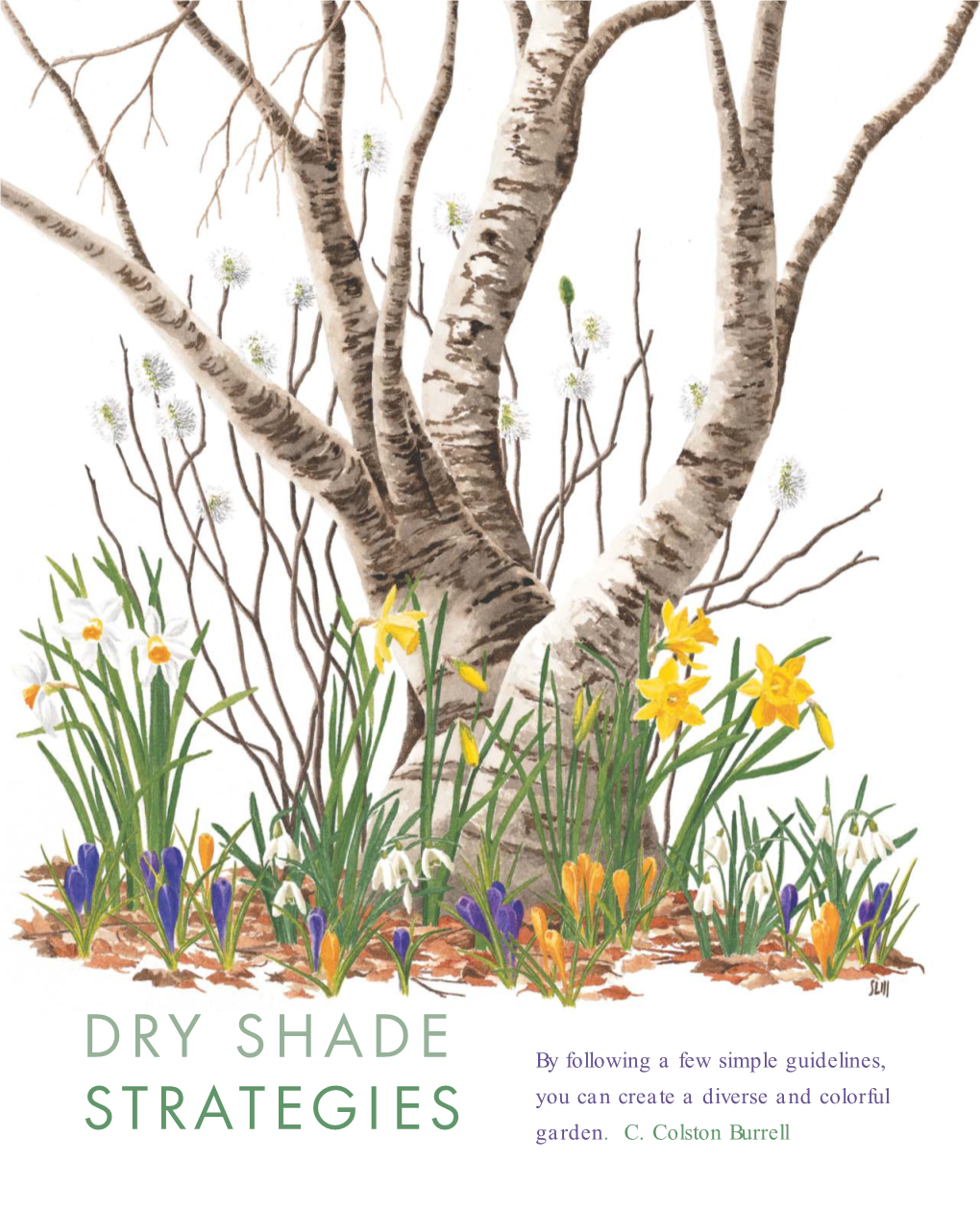 Dry Shade Strategies