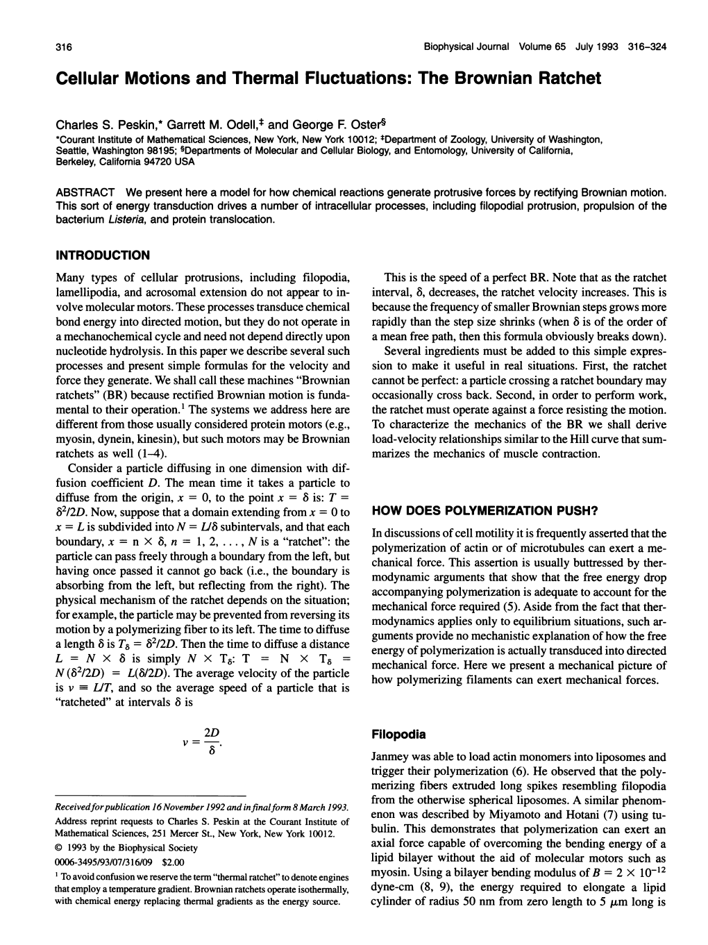 Cellular Motions and Thermal Fluctuations: the Brownian Ratchet