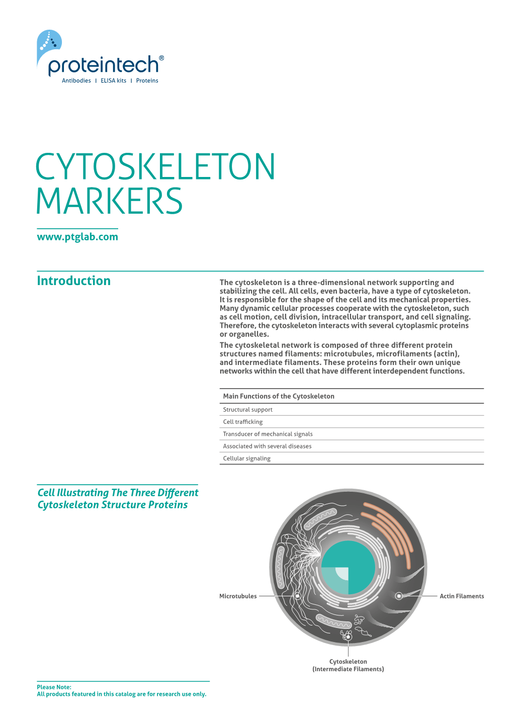 Cytoskeleton Markers