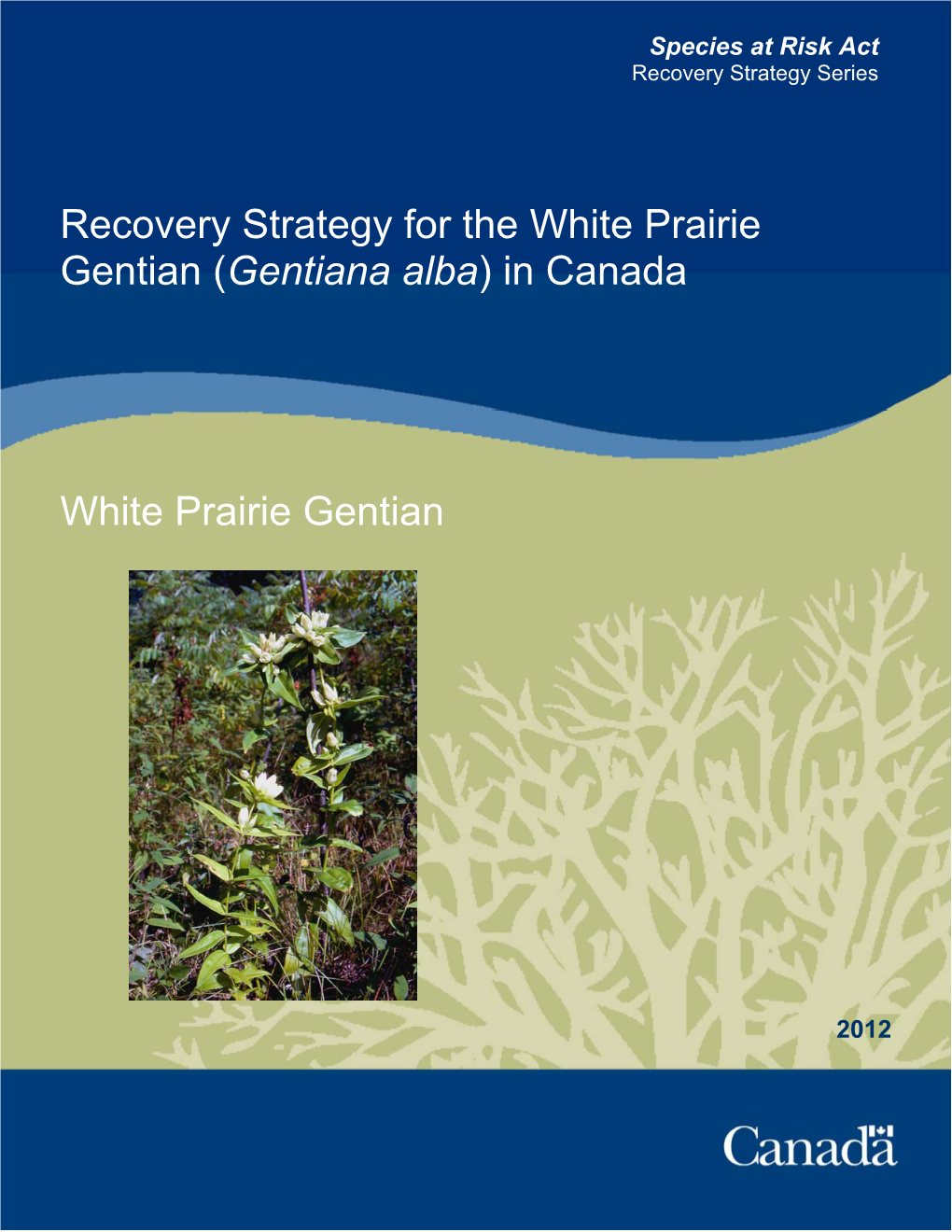 White Prairie Gentian (Gentiana Alba) in Canada