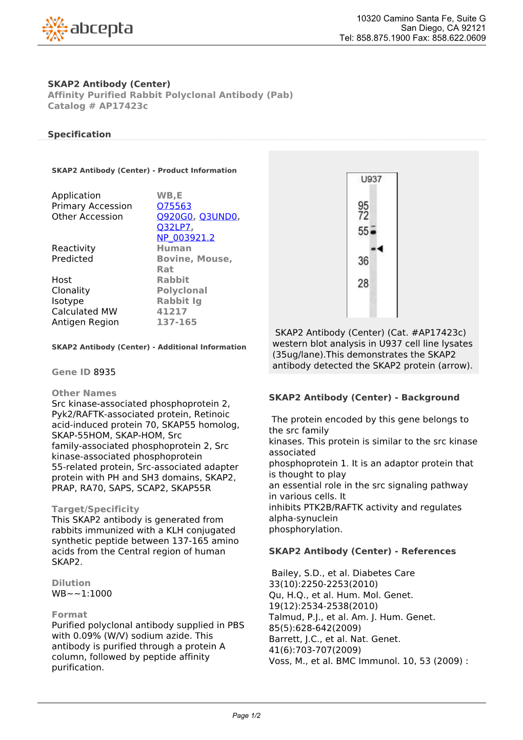 SKAP2 Antibody (Center) Affinity Purified Rabbit Polyclonal Antibody (Pab) Catalog # Ap17423c