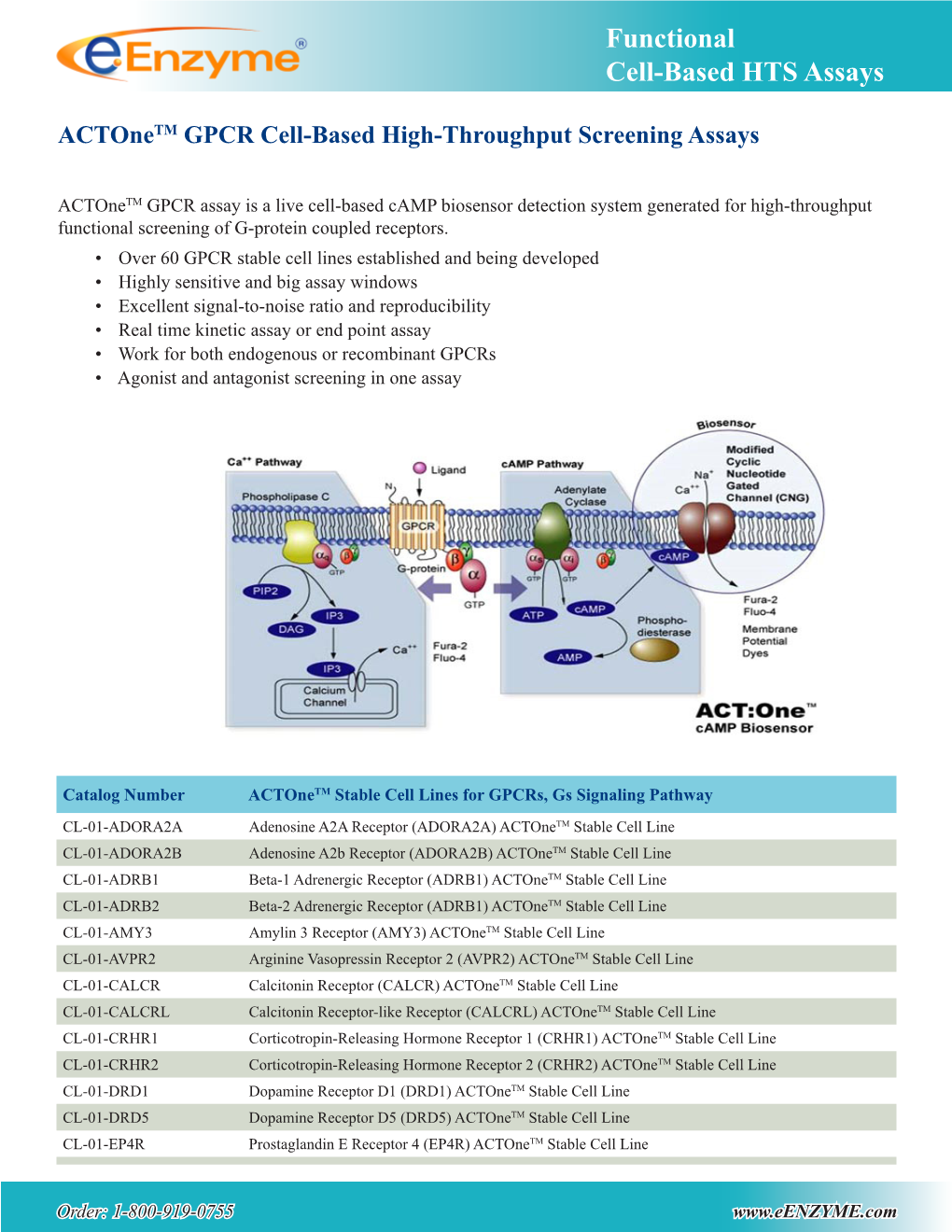 Functional Cell-Based HTS Assays