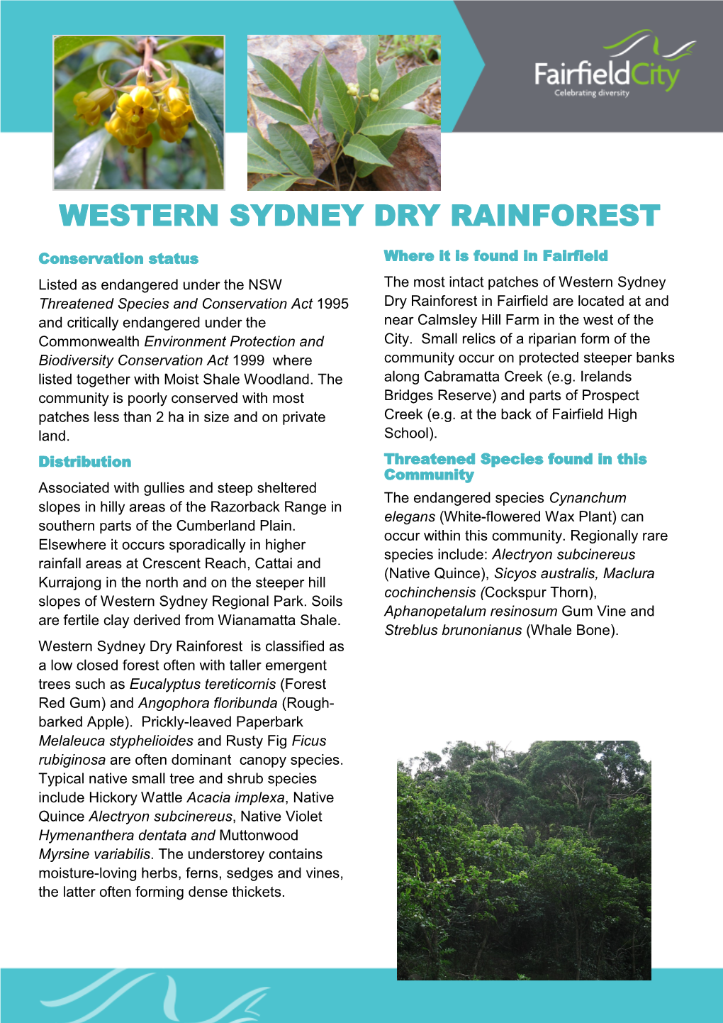 Western Sydney Dry Rainforest