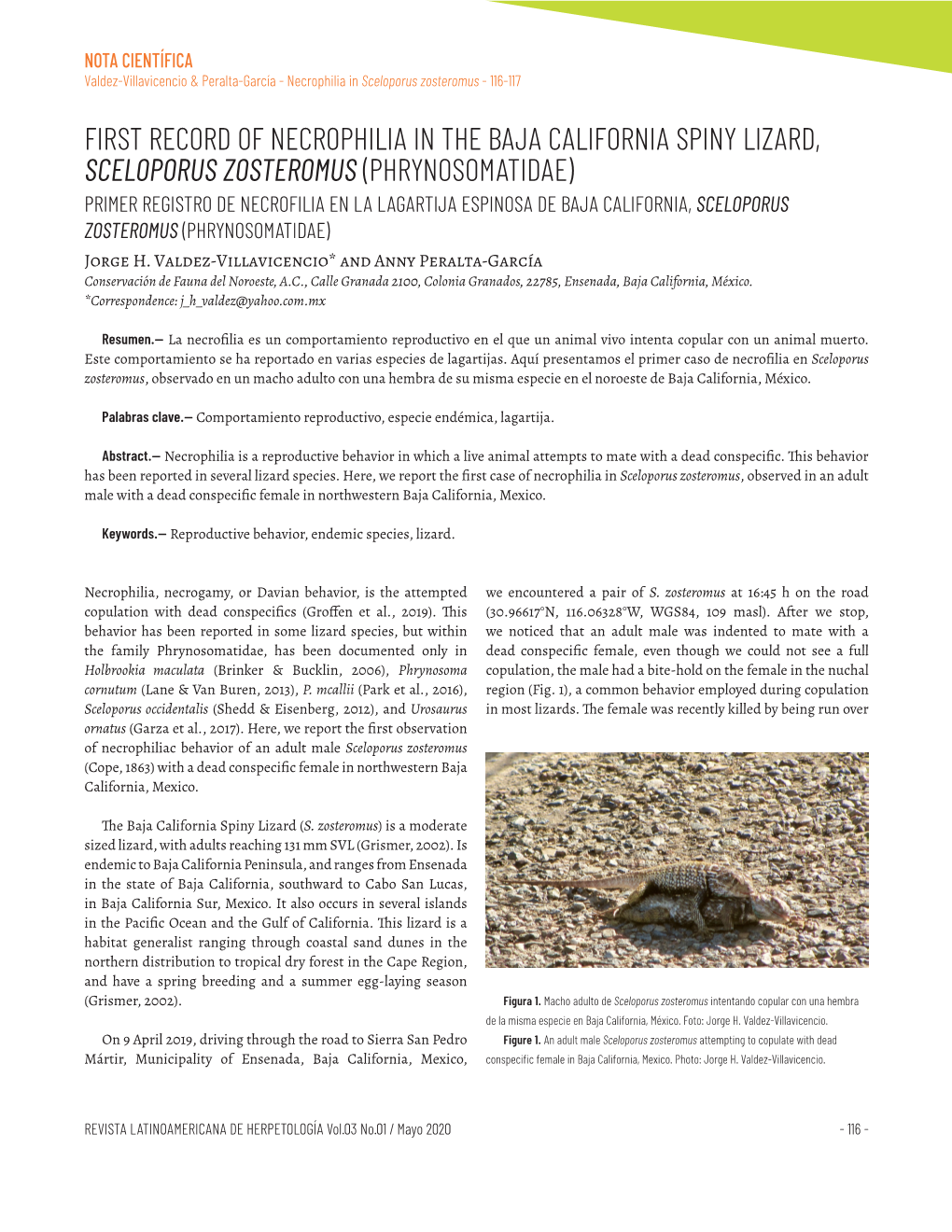 First Record of Necrophilia in the Baja California Spiny Lizard, Sceloporus
