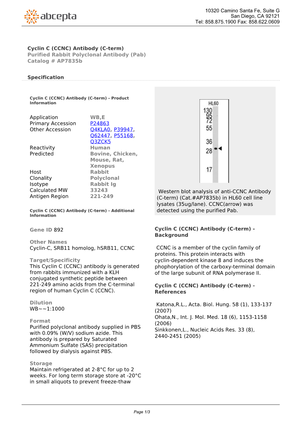 Cyclin C (CCNC) Antibody (C-Term) Purified Rabbit Polyclonal Antibody (Pab) Catalog # Ap7835b