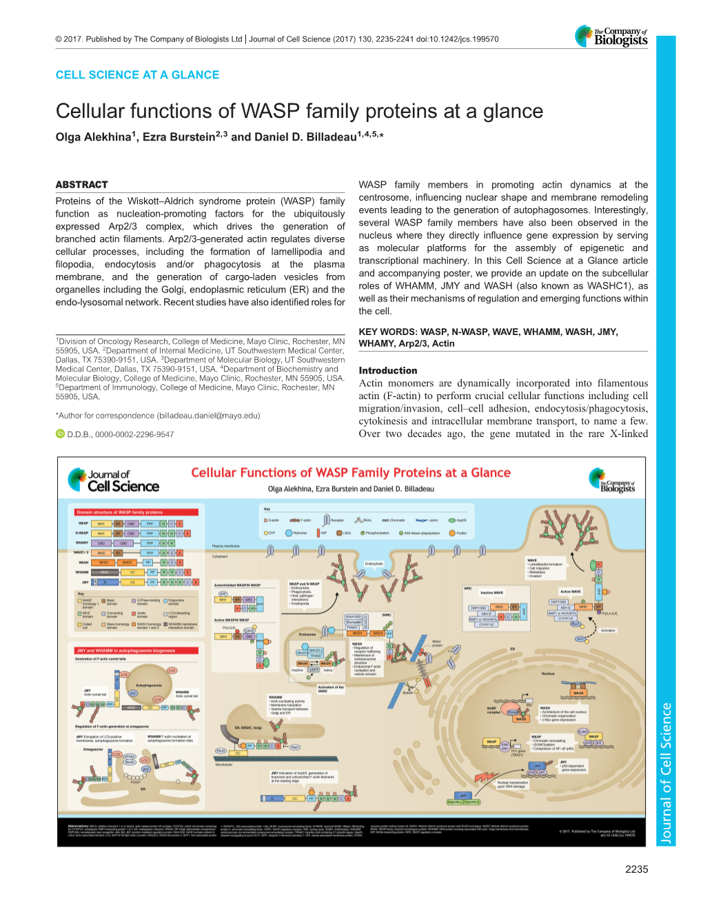 Cellular Functions of WASP Family Proteins at a Glance Olga Alekhina1, Ezra Burstein2,3 and Daniel D