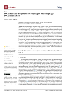 DNA Helicase–Polymerase Coupling in Bacteriophage DNA Replication