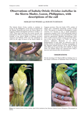 Observations of Isabela Oriole Oriolus Isabellae in the Sierra Madre, Luzon, Philippines, with Descriptions of the Call