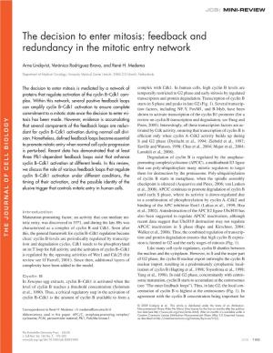 The Decision to Enter Mitosis: Feedback and Redundancy in the Mitotic Entry Network