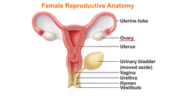 Uterine Tube Ovary Uterus Urinary Bladder (Moved Aside)