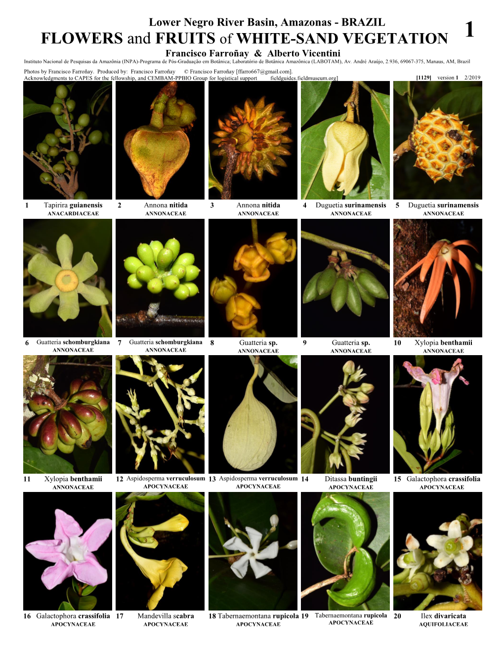 FLOWERS and FRUITS of WHITE-SAND VEGETATION