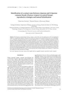 Zootoca Vivipara) in Central Europe: Reproductive Strategies and Natural Hybridization