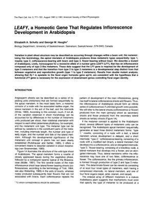 LEAFY, a Homeotic Gene That Regulates Lnflorescence Development in Arabidopsis