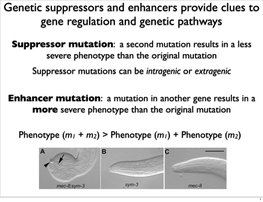 Genetic Suppressors and Enhancers Provide Clues to Gene Regulation and Genetic Pathways