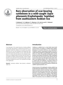 Rare Observation of Scar-Bearing Cuttlebone in a Wild-Caught Sepia Pharaonis (Cephalopoda: Sepiidae) from Southeastern Arabian Sea