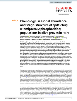 Phenology, Seasonal Abundance and Stage-Structure of Spittlebug