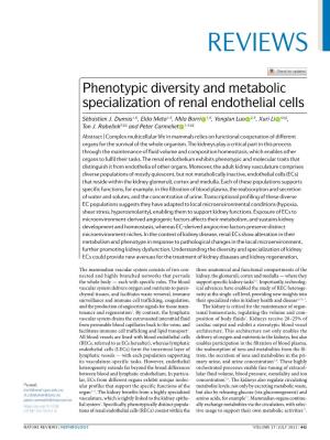 Phenotypic Diversity and Metabolic Specialization of Renal Endothelial Cells