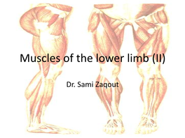Muscles of the Lower Limb (II)